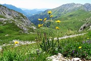 59 Fiori gialli ...